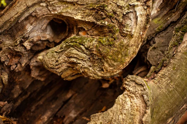 Alter Baum Mit Einer Riesigen Mulde Herbstwald — Stockfoto