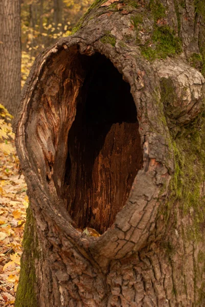 Alter Baum Mit Einer Riesigen Mulde Herbstwald — Stockfoto