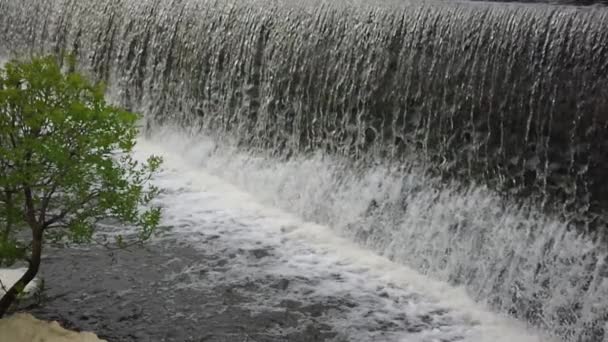 Lentamente Filmado Chorros Cascada Formando Espuma Salpicaduras Joven Árbol Verde — Vídeos de Stock