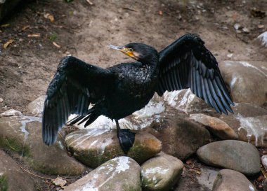 Kanatları açık karabatak. Phalacrocorax karbüratörü