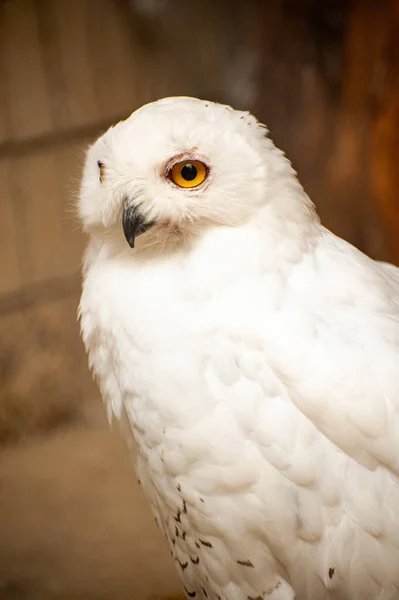 Gros Plan Hibou Des Neiges Portrait — Photo