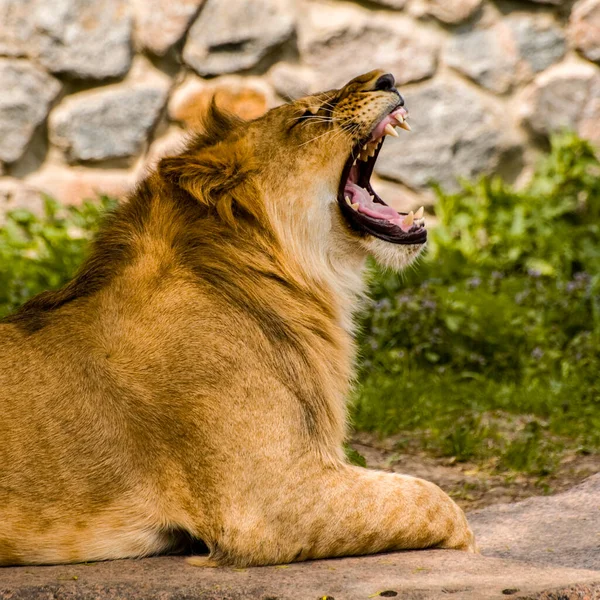 lion yawn close up, side view