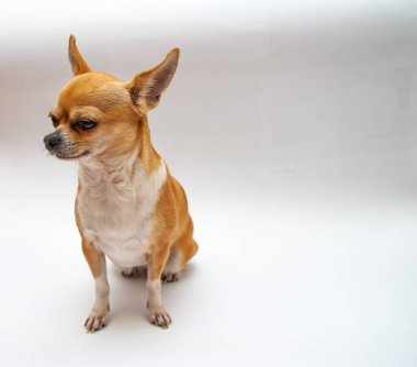 Beyaz bir arkaplan önünde Chihuahua