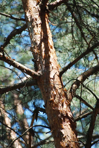 Kmen Stromu Větvemi Zádrhel — Stock fotografie