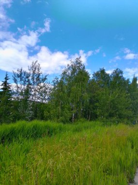 Güzel hava, orman, mavi gökyüzü.