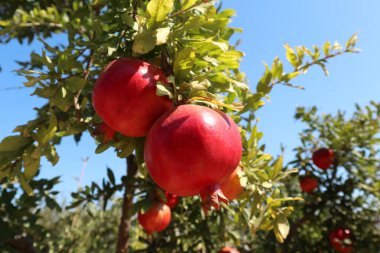Yeşil bir dalda yetişen nar armudu meyvesi.    