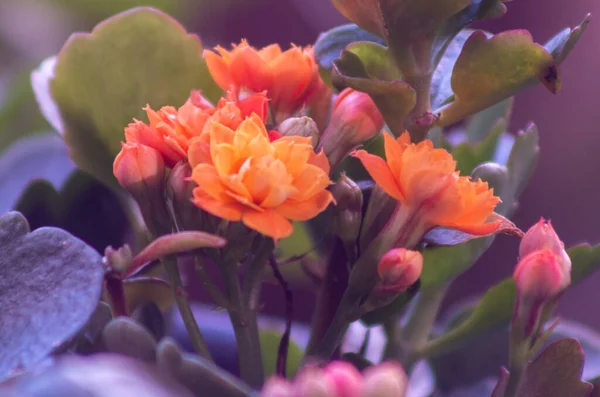 York County Photography Orange Garden Flower — Stock Photo, Image