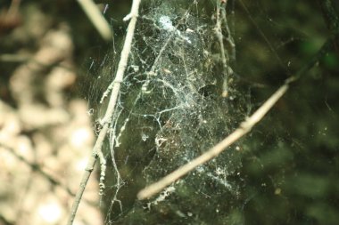 Ağdaki çiy taneleri