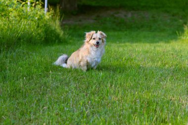 Köpek çimlerin üzerinde, köpek çimlerin üzerinde tatlı köpek oynuyor.