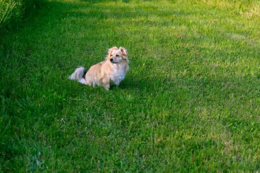 Çimenlikteki sevimli köpek