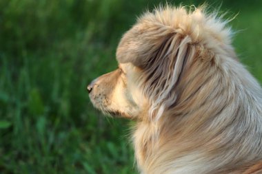 Şirin bir köpeğe yaklaş.