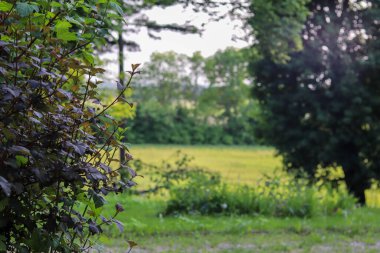 yeşil bitkiler, doğa, bitki