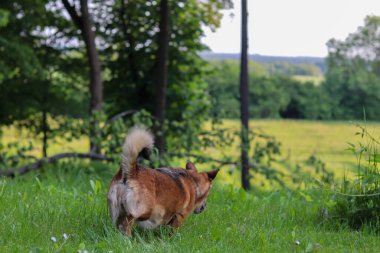 Alman çoban köpeği ormanda..