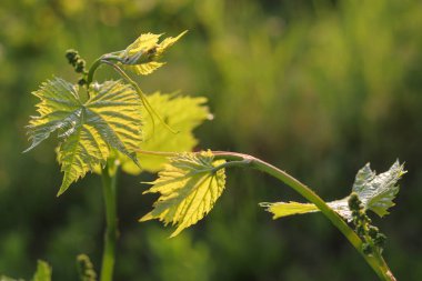 Güzel botanik fotoğrafı, doğal duvar kağıdı.
