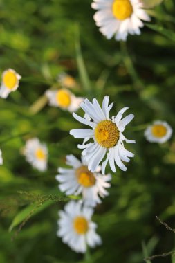 Bahçedeki beyaz papatya çiçeği