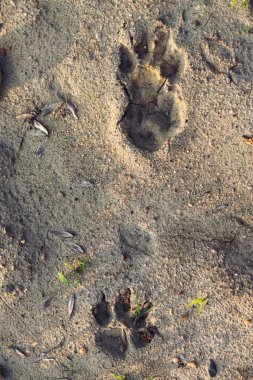 Parktaki kumda ayak izleri ve köpek izleri