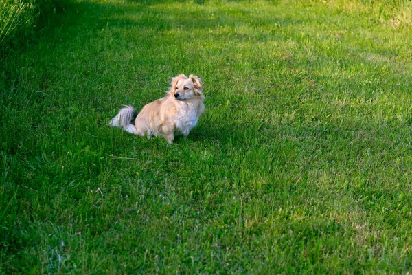 Çimenlikteki sevimli köpek