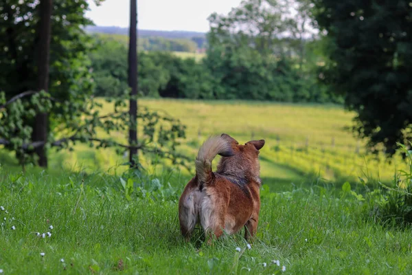 kırmızı köpek doğada.