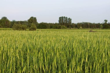 Yeşil çimenler ve arka planda bir buğday tarlası