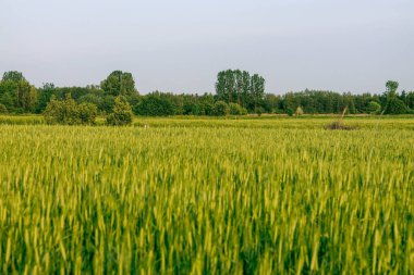Kırsalda buğday ve buğday tarlaları