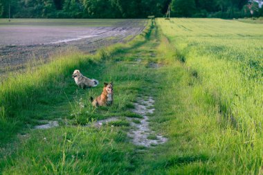 Yazın parkta yürüyen iki genç köpek.