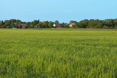 Polonya 'da bir yaz köyünde güneşli bir günde küçük bir evi olan yeşil bir tarla.