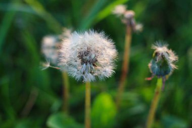Yeşil arka planı olan bir karahindiba çiçeğinin yakın plan fotoğrafı. Çayırdaki yabani çiçeklere yakın çekim.