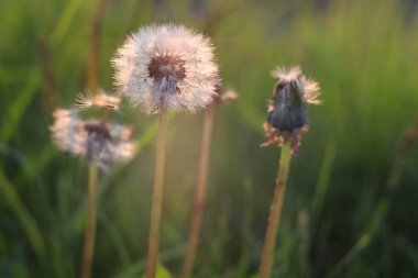 Yeşil arka planı olan bir karahindiba çiçeğinin yakın plan fotoğrafı. Çayırdaki yabani çiçeklere yakın çekim.