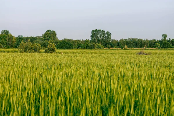 Kırsalda buğday ve buğday tarlaları