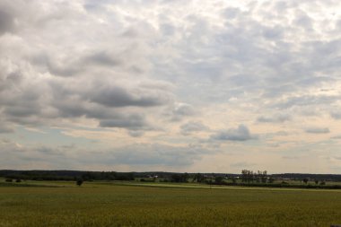 Polonya 'da bir yaz köyünde buğday tarlası ve mavi gökyüzü olan güzel bir manzara.