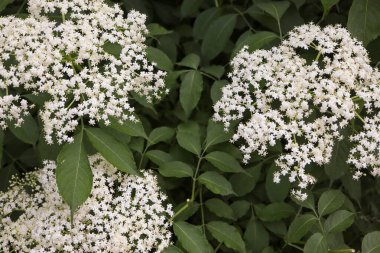 Bahçede beyaz çiçekler.