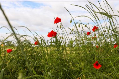 red poppy flowers growing in the field. summer landscape in a summer village in Poland  beautiful summer flowers