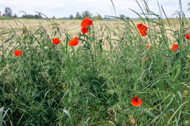 red poppies in green field in a summer village in Poland  beautiful summer flowers