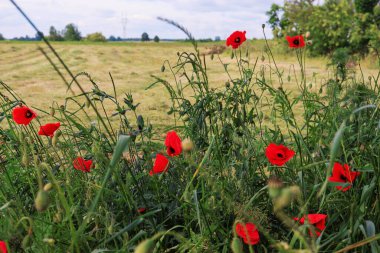  beautiful summer flowers red poppy in field in a summer village in Poland
