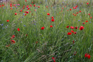  beautiful summer flowers poppies and wildflowers. summer field