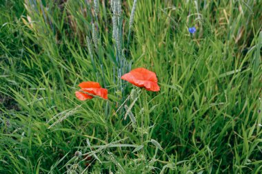  beautiful summer flowers poppies in the meadow summer field