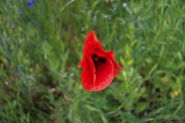  beautiful summer flowers beautiful red poppy flowers on the green field