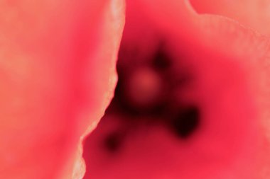 Makro fotoğraf güzel bir kırmızı çiçek