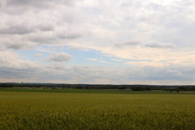 Yeşil buğday tarlası ve mavi gökyüzü