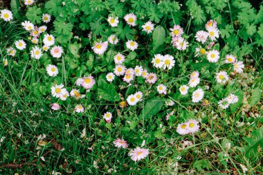 Bahçedeki güzel çiçekler