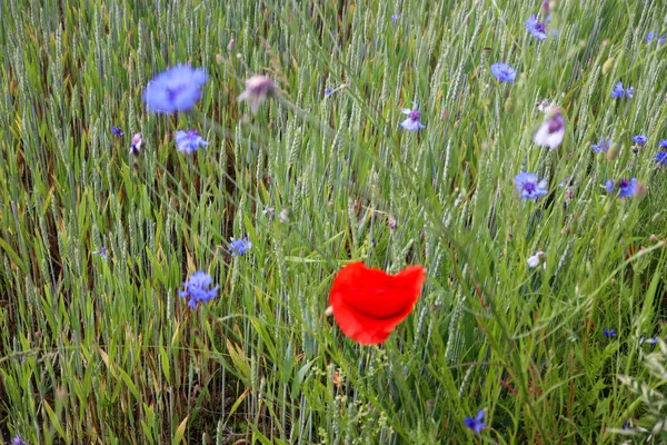  beautiful summer flowers red and purple poppy flower in the garden in the countryside summer field