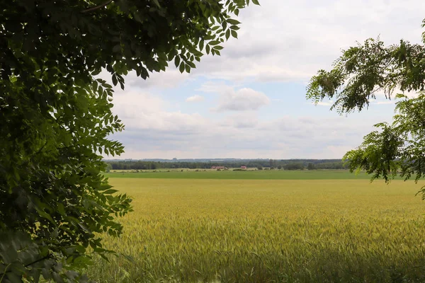yeşil ağaçlar ve tarlalar güzel manzara manzarası kırsal alanda bir çayır bulutlu bir gün