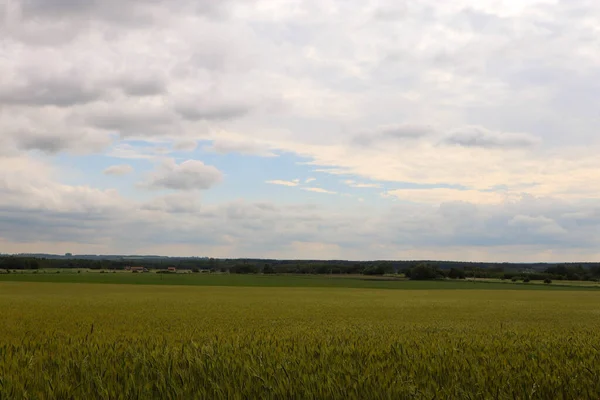 Yeşil buğday tarlası ve mavi gökyüzü
