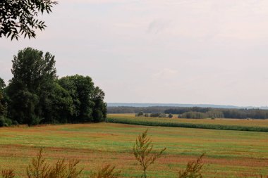 Polonya 'da bir yaz köyünde buğday ve ağaç yeşili ağaçlar ve tarlalar.