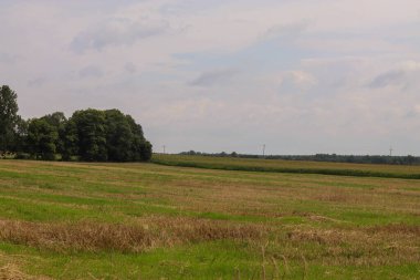 Polonya 'da bir yaz köyünde yeşil ağaçlar ve tarlalar