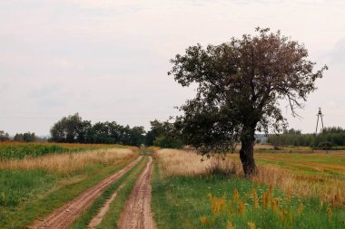 Tarladaki yalnız ağaç.