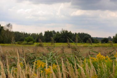 Çimen ve mavi gökyüzü