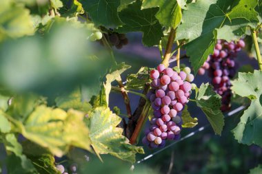 Üzüm bağında kırmızı üzümler