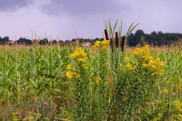 Bulutlu bir günde sarı mısır tarlası.