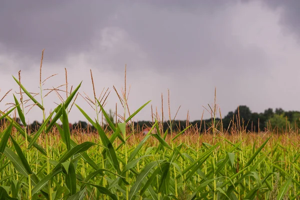 Bir yaz öğleden sonra mısır tarlası